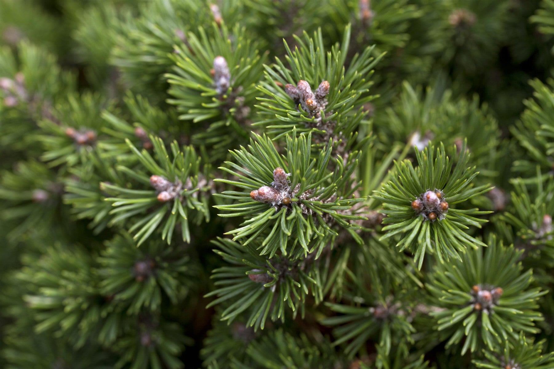 Pinus mugo 'Mini Mops' (Kugel-Kiefer 'Mini Mops')