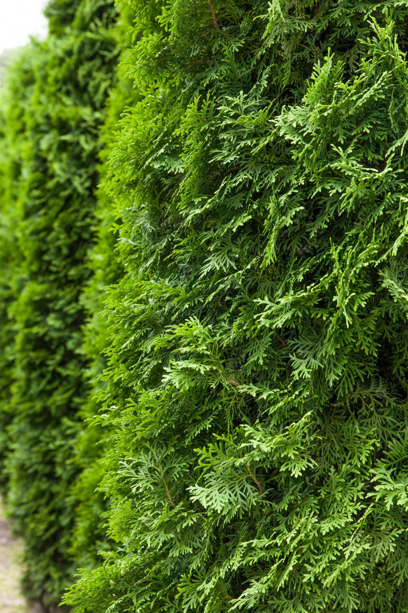 Thuja occidentalis 'Columna' (Säulen-Lebensbaum)