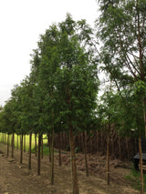 Metasequoia glyptostroboides , erhältlich von 40-60 bis 450-650 cm ;;ab 18,40 Euro