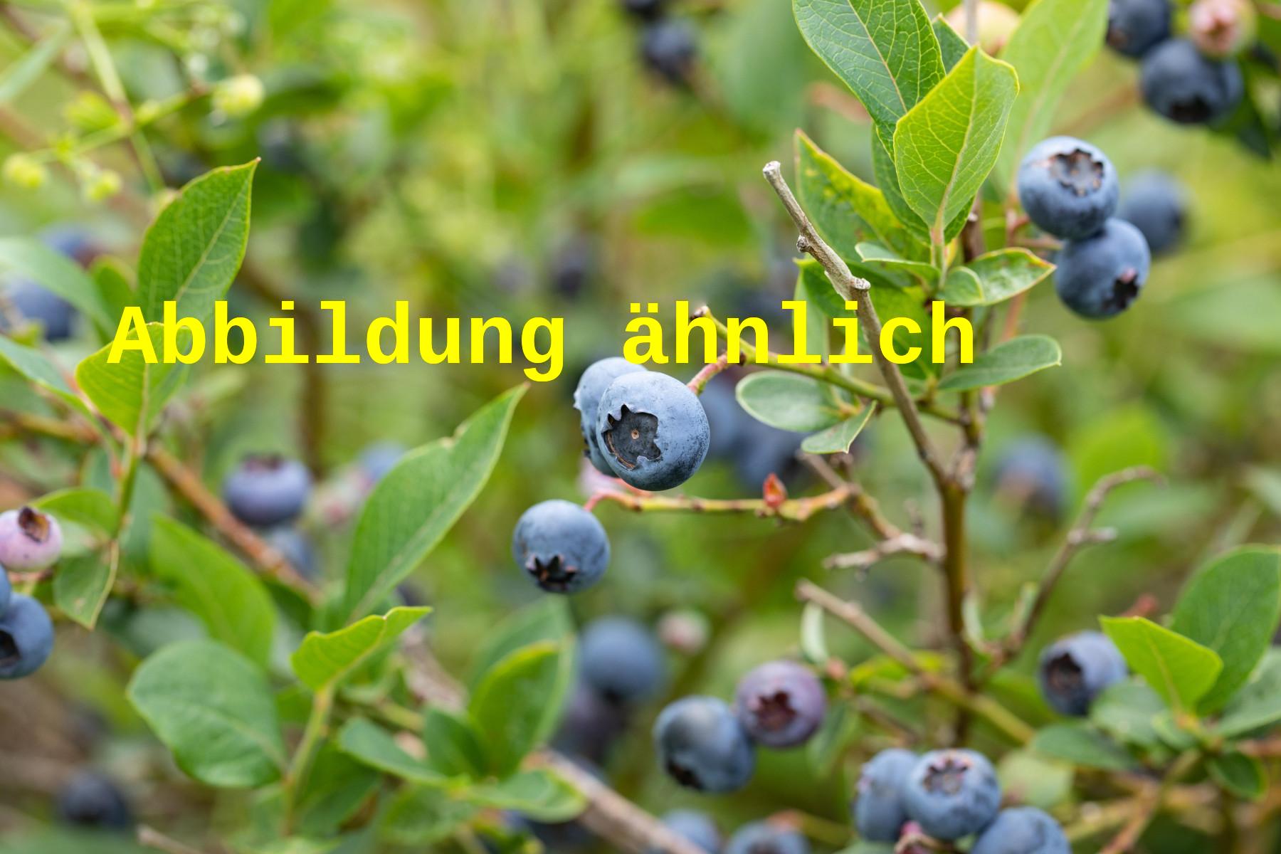 Vaccinium corymb. 'Reka' (Heidelbeere 'Reka' -R-)