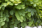 Robinia pseudoac. 'Umbraculifera' im Topf ; Einsatz: Allee ; Pluspunkt: pflegeleicht;;