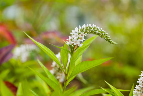 Lysimachia clethroides mit Blüte ;;ab 4,80 Euro