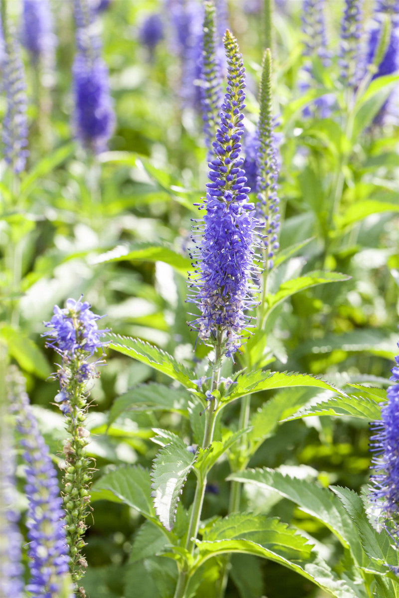 Veronicastrum virginicum i. S. , gen. (Garten-Kandelaberehrenpreis)