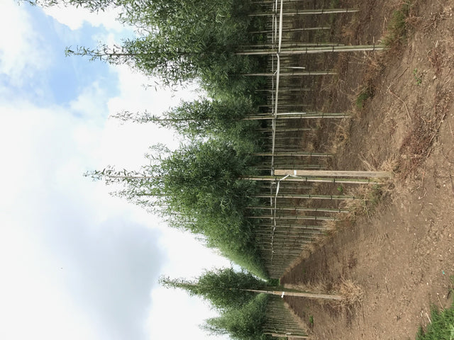 Salix alba 'Chermesina' , erhältlich von 270-330 bis 450-650 cm ;;ab 178,00 Euro