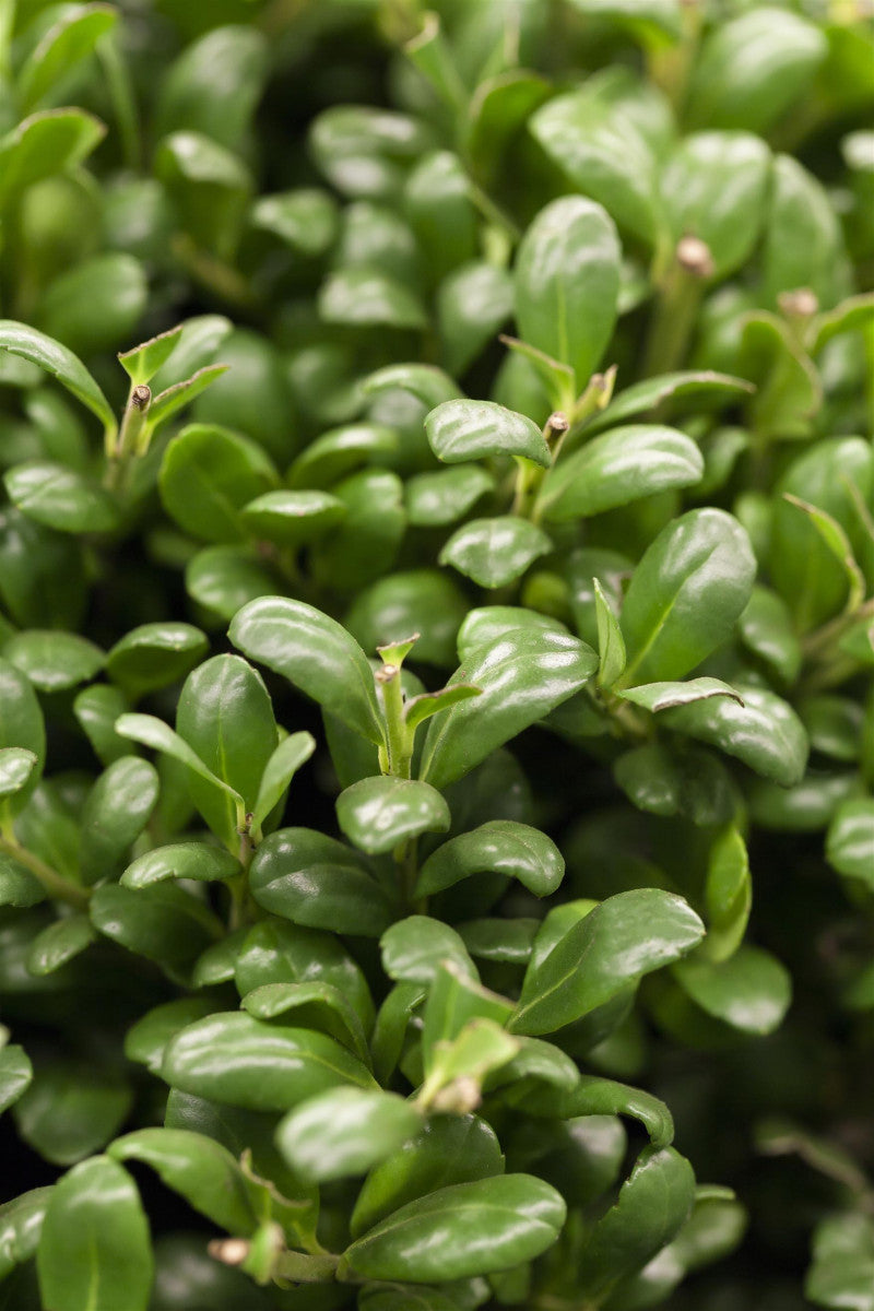 Ilex crenata 'Convexa' (Löffel-Ilex)