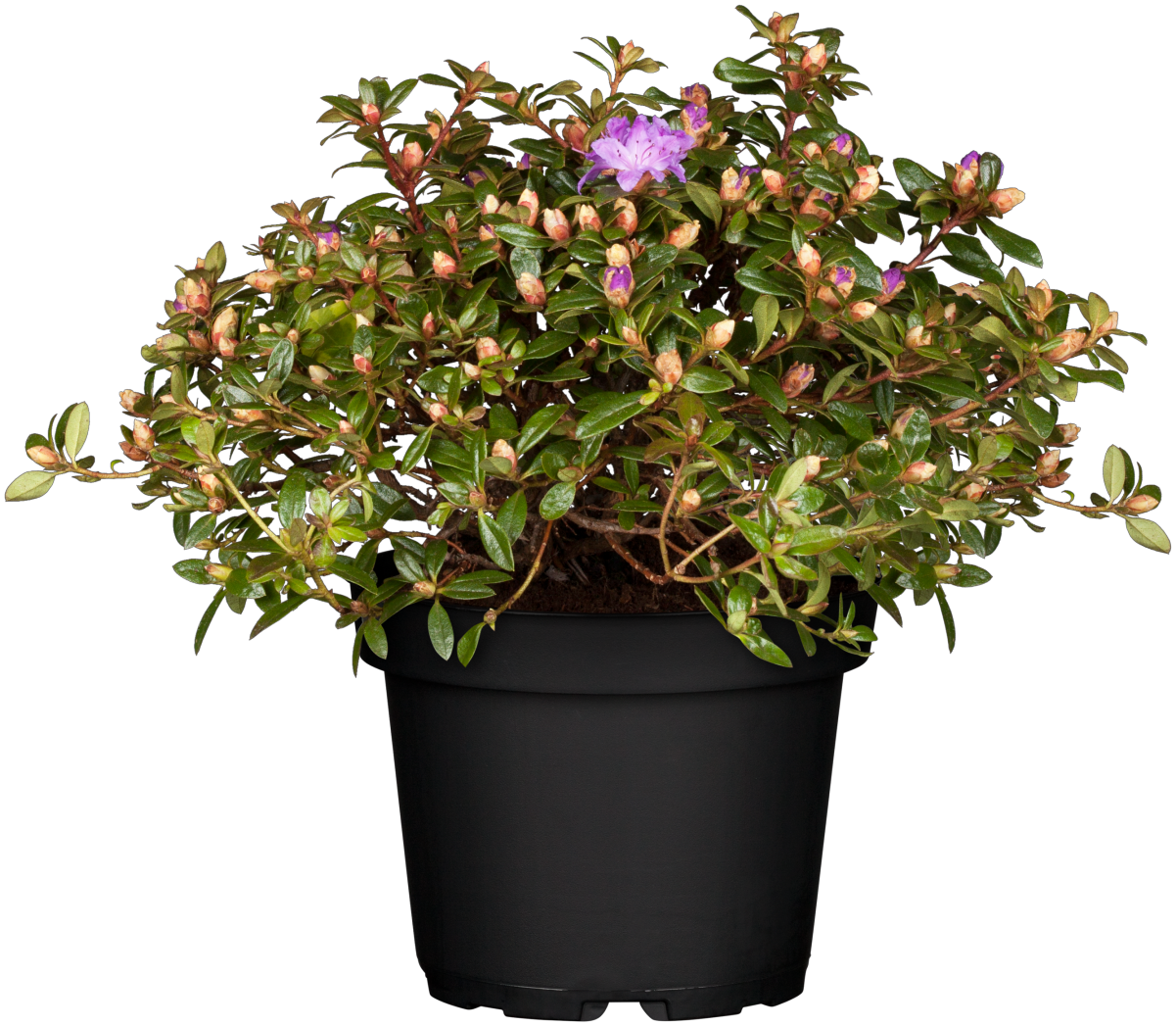 Rhododendron impeditum 'Moerheim' im Topf, erhältlich von 20-25 bis 40-50 cm ;;ab 16,90 Euro