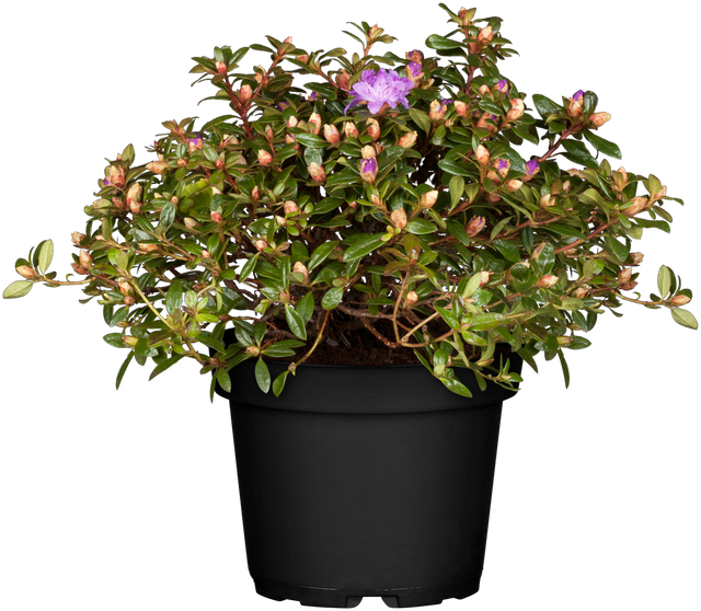 Rhododendron impeditum 'Moerheim' im Topf, erhältlich von 20-25 bis 40-50 cm ;;ab 16,90 Euro