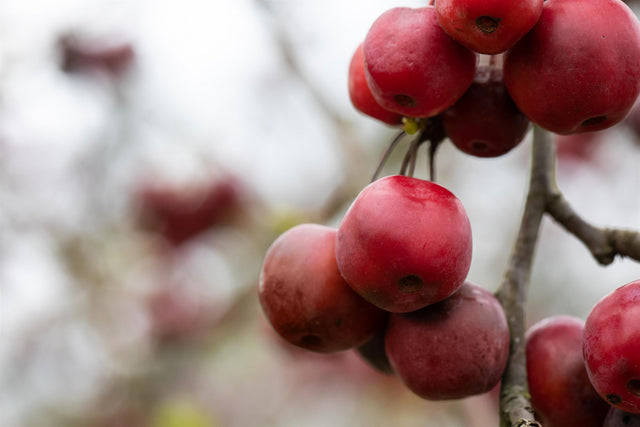 Malus 'American Beauty' mit Früchten, erhältlich von 60-100 bis 450-650 cm ;;ab 16,60 Euro