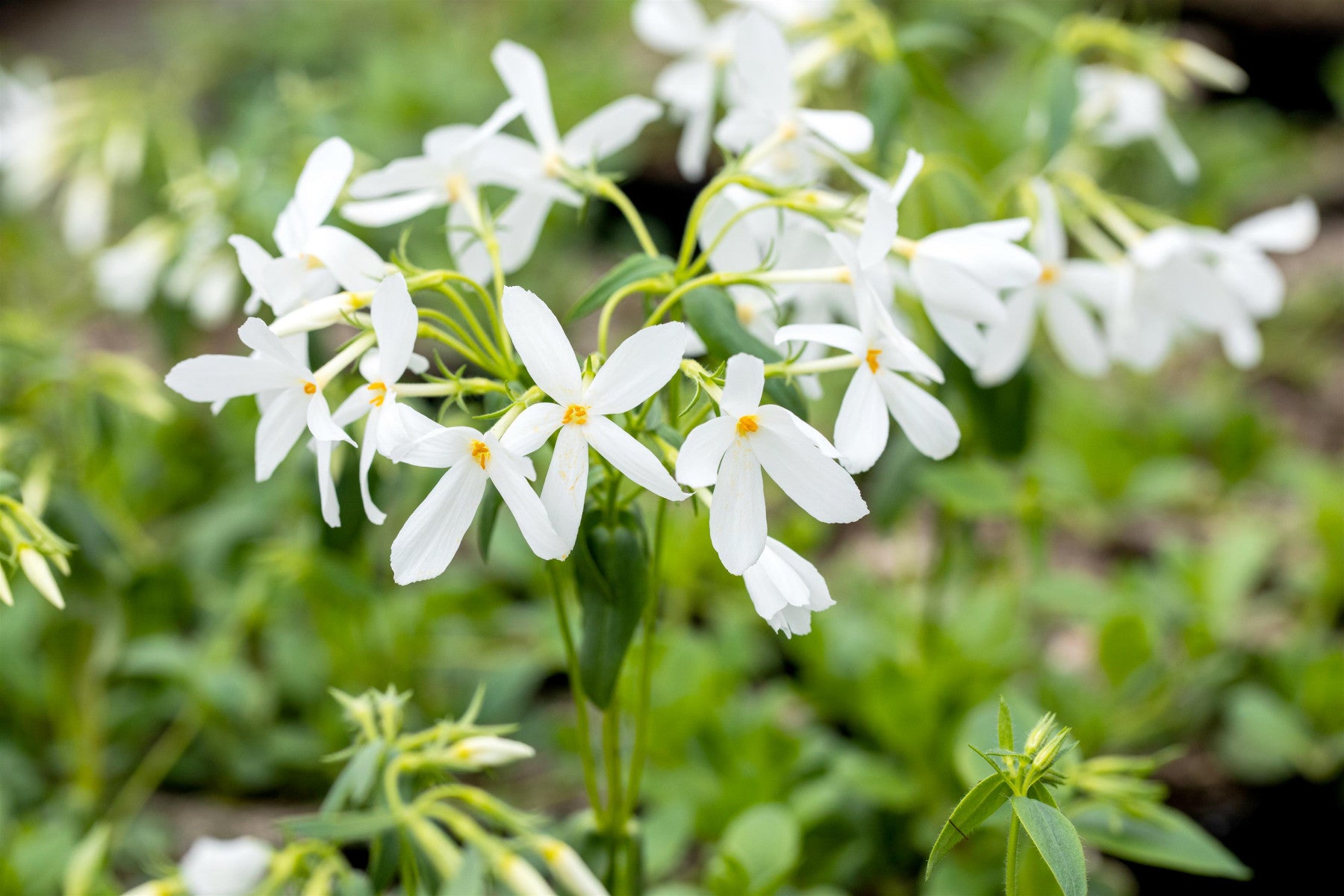 Phlox stolonifera 'Ariane' (Garten-Ausläufer-Flammenblume)