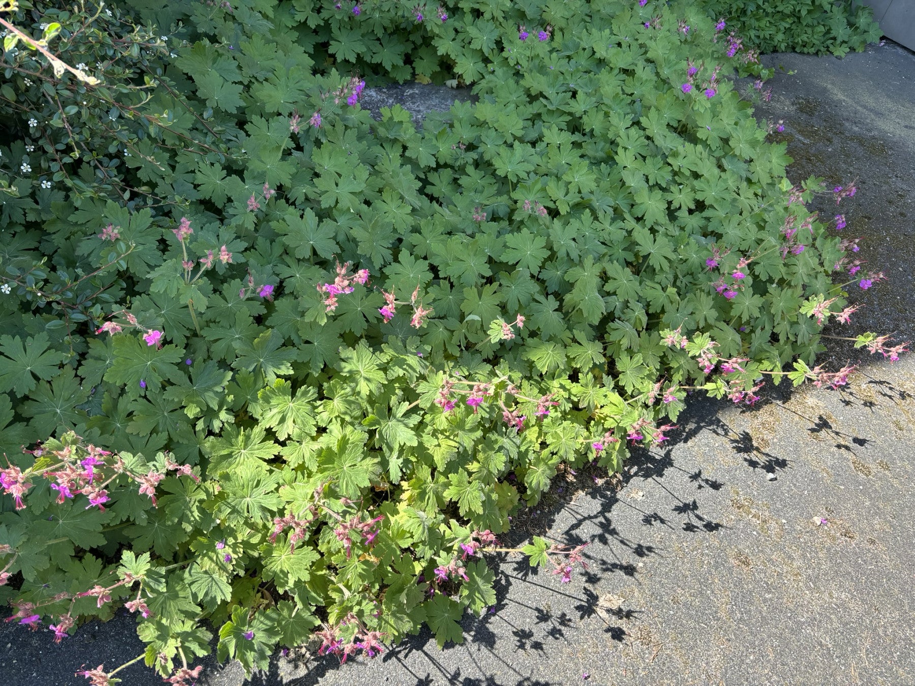 Geranium macrorrhizum (Südeuropäischer Felsen-Storchschnabel)