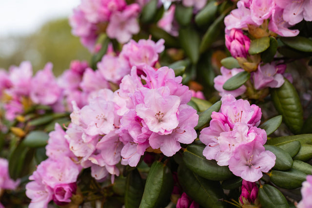 Rhododendron williams. 'Vater Böhlje' mit Blüte, erhältlich von 30-40 bis 60-70 cm ;;ab 36,50 Euro