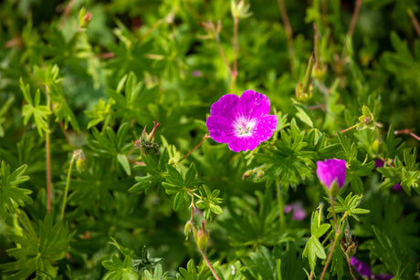 Geranium sanguineum 'Elsbeth' mit Blüte ;;ab 3,70 Euro