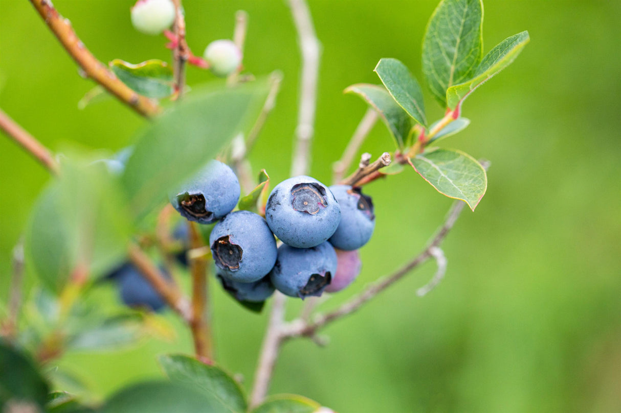 Vaccinium corymb. 'Bluetta' mit Früchten, erhältlich von 30-40 bis 40-60 cm ;;ab 16,90 Euro