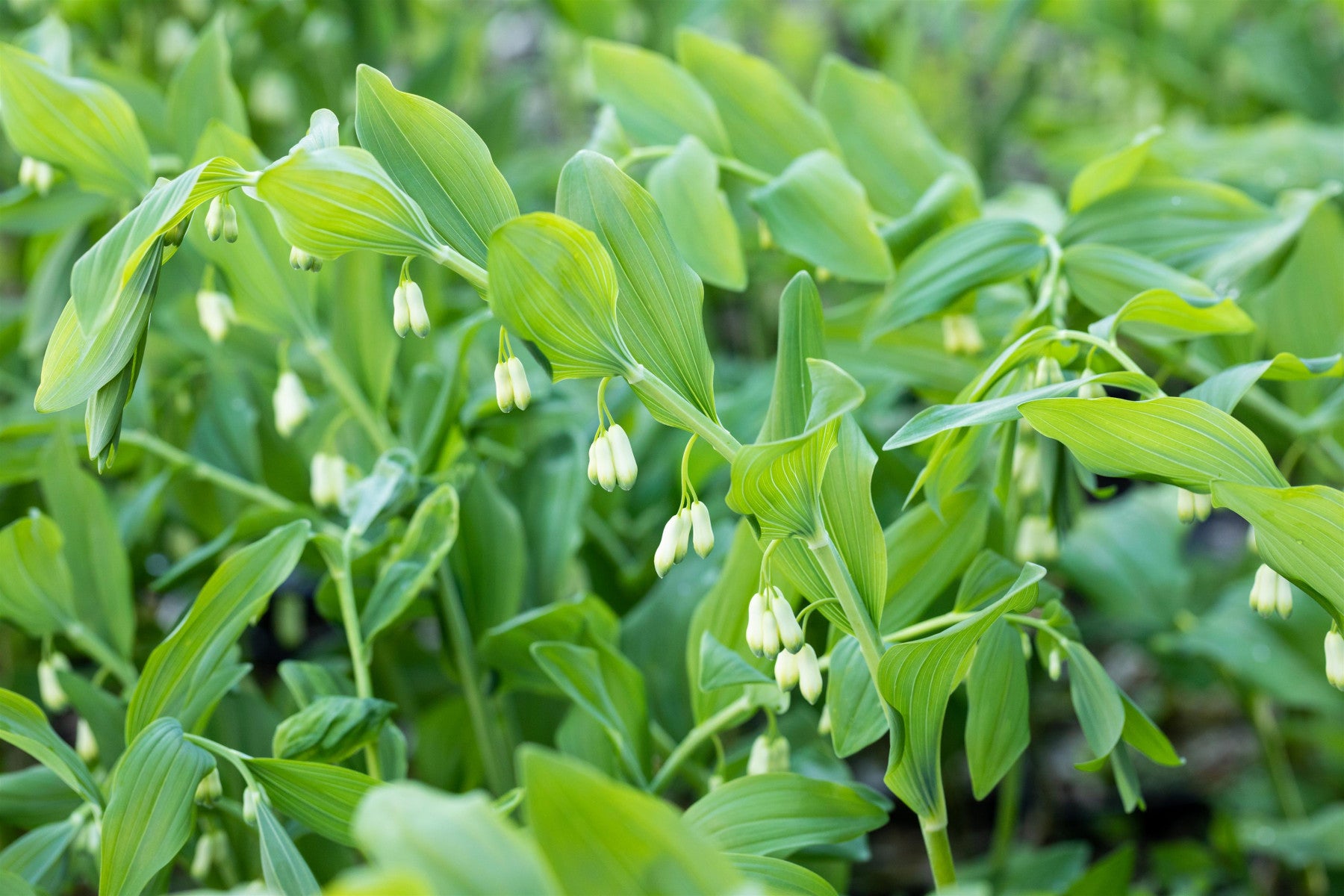 Polygonatum multiflorum (Vielblütiger Salomonssiegel)