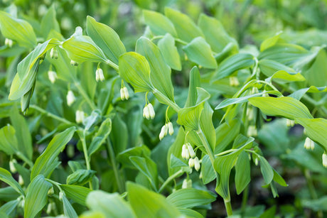 Polygonatum multiflorum ;;ab 5,75 Euro