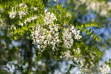 Robinia pseudoacacia HkG 81902 mit Blüte ; Einsatz: Holzgewinnung ; Pluspunkt: trockenheitsverträglich;;