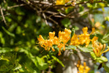 Gold-Heckenkirsche mit Blüte, erhältlich als: Solitär ; Einsatz: Bienenweide ; Pluspunkt: winterhart;;günstig mit Qualität