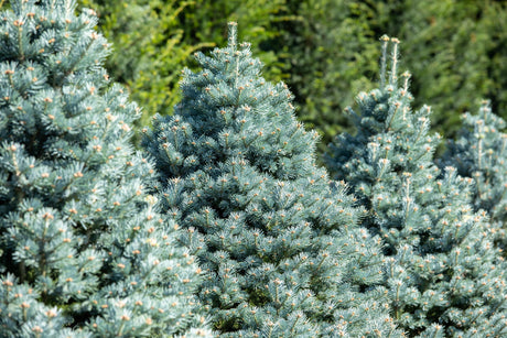 Abies lasiocarpa 'Compacta' , erhältlich von 25-30 bis 80-100 cm ;;ab 41,60 Euro