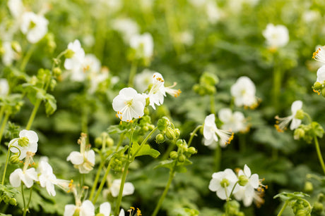 Geranium macrorrhizum 'White-Ness' ;;ab 4,35 Euro