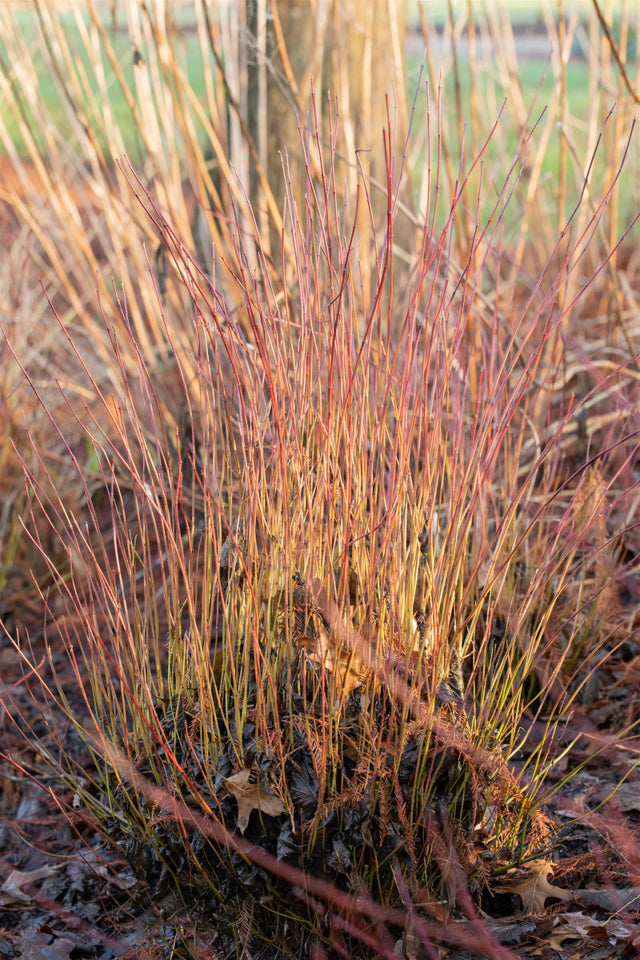 Cornus sericea 'Kelseyi' mit Winterlaub, erhältlich von 20-30 bis 30-40 cm ;;ab 6,15 Euro