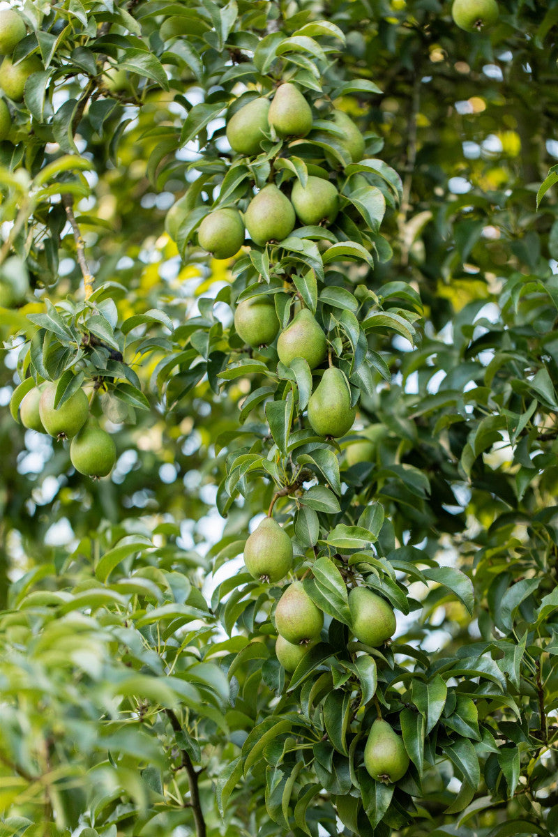 Pyrus communis mit Früchten, erhältlich von 40-60 bis 450-650 cm ;;ab 2,12 Euro