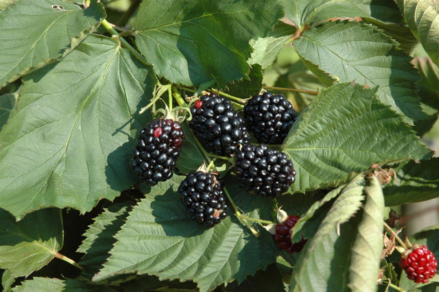 Rubus frut. 'Theodor Reimers' mit Früchten ;;ab 16,90 Euro