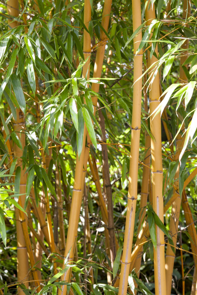 Phyllostachys aurea , erhältlich von 100-150 bis 200-250 cm ;;ab 110,00 Euro