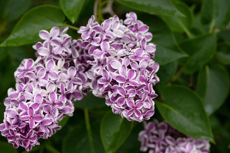 Syringa vulg. 'Sensation' mit Blüte, erhältlich von 40-60 bis 150-175 cm ;;ab 7,20 Euro