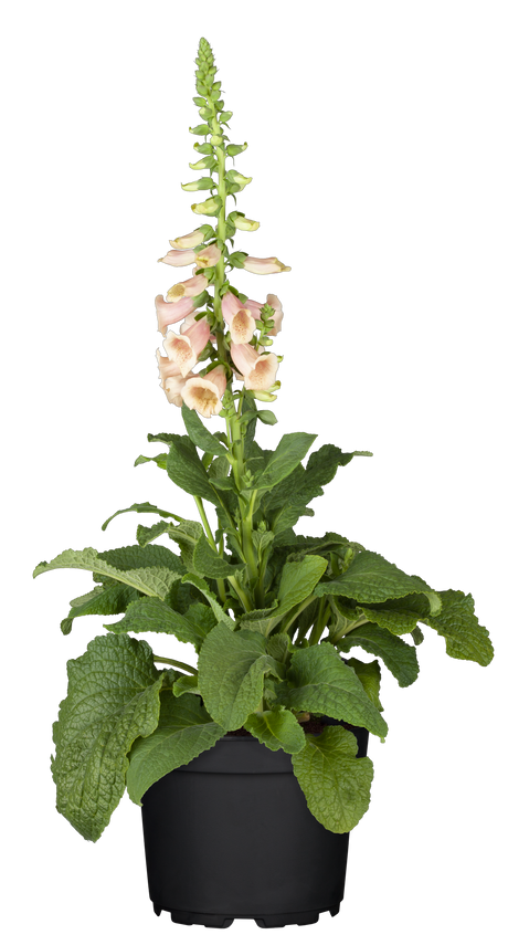 Digitalis purpurea 'Apricot' mit Blüte ;;ab 3,70 Euro