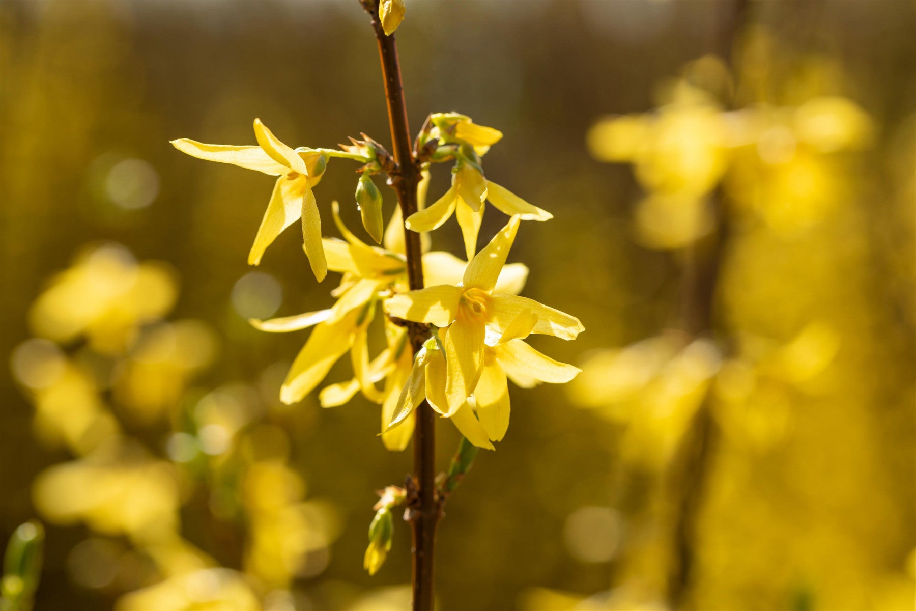 Forsythia intermedia 'Spectabilis' (Forsythie 'Spectabilis')