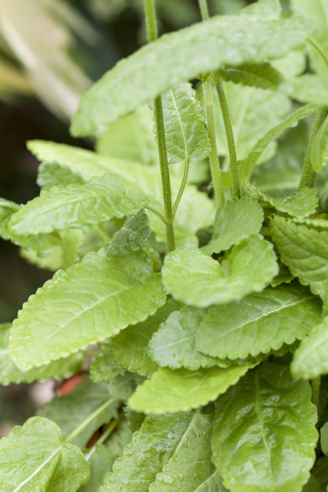 Stachys monnieri 'Rosea' mit Belaubung ;;ab 4,30 Euro