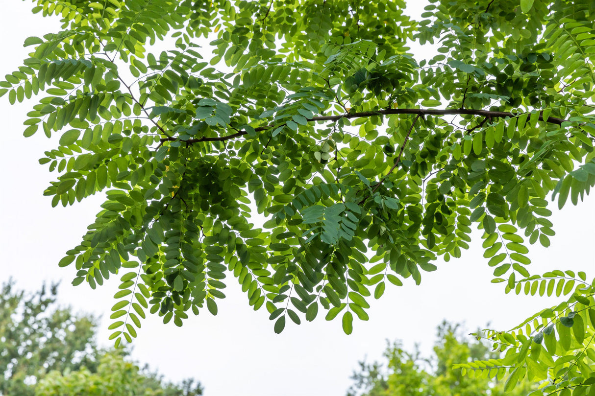 Robinia pseudoacacia HkG 81902 mit Sommerbelaubung ; Einsatz: Bodenverbesserung ; Pluspunkt: bienenfreundlich;;