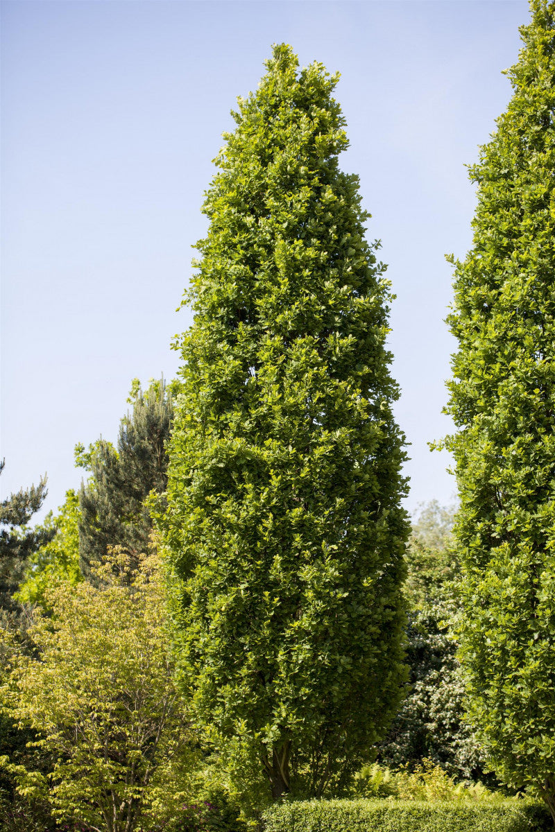 Quercus robur 'Fastigiata' (Pyramideneiche)