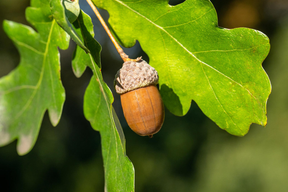 Quercus robur HkG 81703 mit Früchten ;;