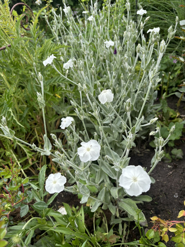 Lychnis coronaria 'Alba' als Pflanze im Beet ;;ab 3,70 Euro