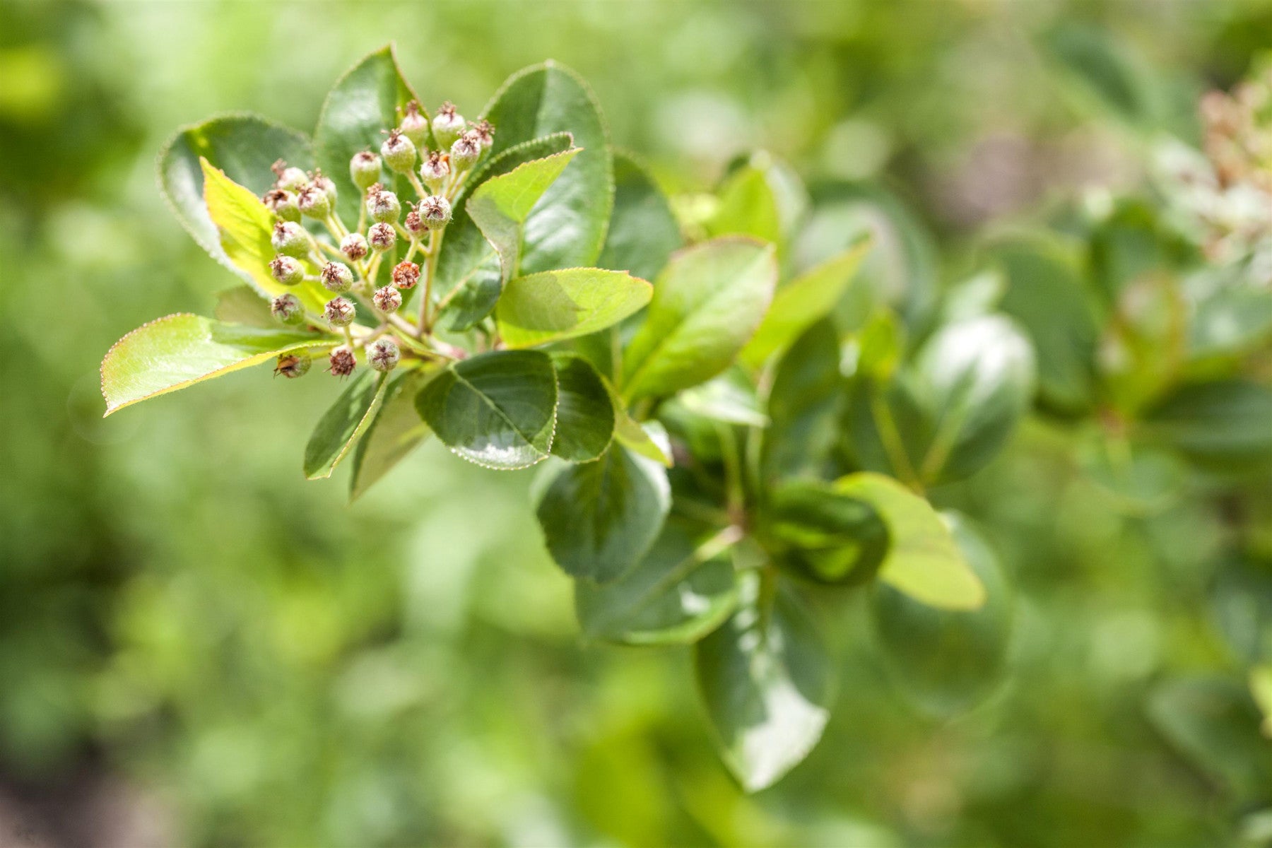 Aronia prunifolia (Apfelbeere prunifolia)