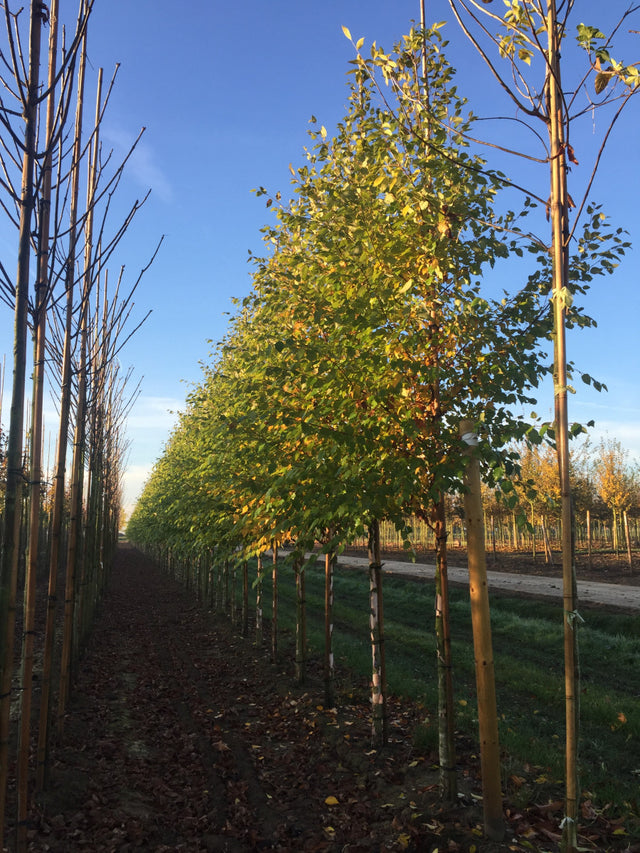 Betula nigra , erhältlich von 125-150 bis 450-650 cm ;;ab 35,60 Euro