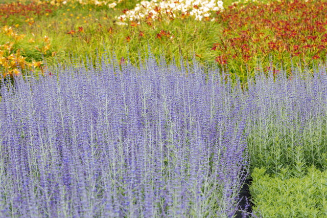 Perovskia atriplicifolia 'Blue Spire' mit Blüte, erhältlich von 40-60 bis 40-60 cm ;;ab 21,00 Euro