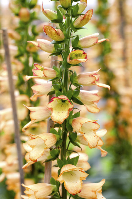 Digitalis ferruginea 'Gelber Herold' mit Blüte ;;ab 4,80 Euro