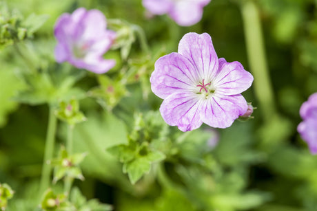 Geranium endressii ;;ab 3,35 Euro