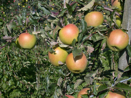 Malus 'Goldrush' mit Früchten, erhältlich von 150-200 bis 450-650 cm ;;ab 42,80 Euro