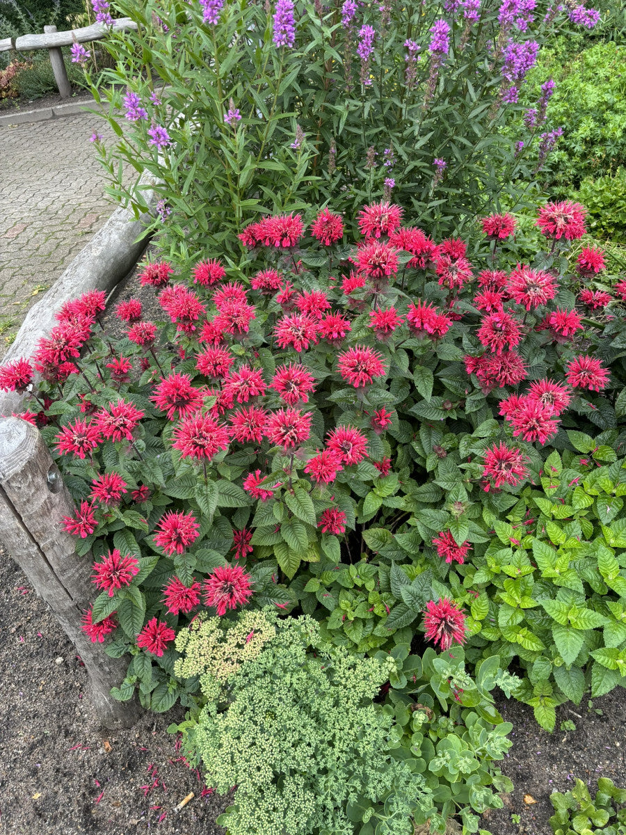 Monarda fistulosa 'Gardenview Scarlet' mit Blüte ;;ab 5,25 Euro