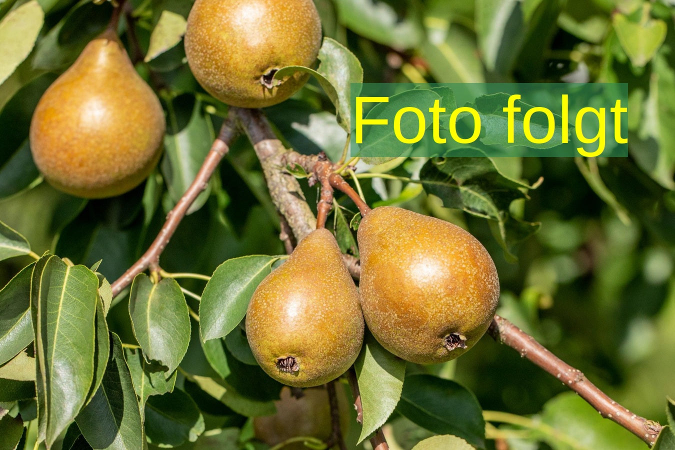 Pyrus com. 'Frühe von Trevoux' (Birne 'Frühe von Trevoux' früh)