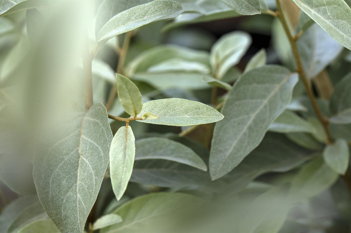 Elaeagnus angustifolia , erhältlich von 60-100 bis 200-250 cm ;;ab 8,15 Euro