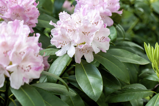 Rhododendron Hybr. 'Album Novum' mit Blüte, erhältlich von 60-70 bis 70-80 cm ;;ab 101,00 Euro