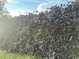 Rotbuche als Hecke, erhältlich als: Heister, Hochstamm, leichte Heister, verschulte Heister ; Pluspunkt: dekoratives Laub;;günstig mit Qualität