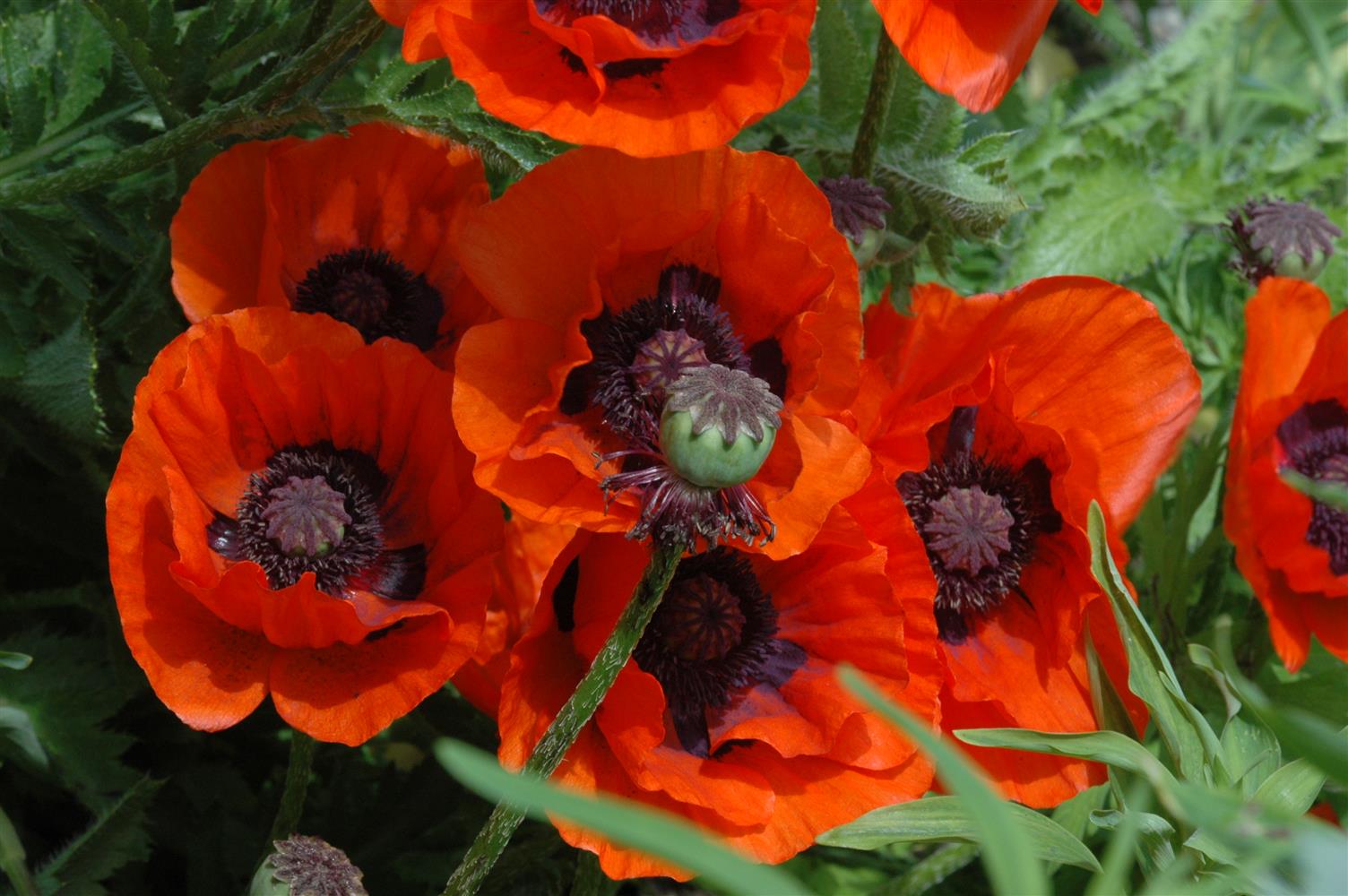 Papaver orientale 'Brillant' (Orientalischer Garten-Mohn)