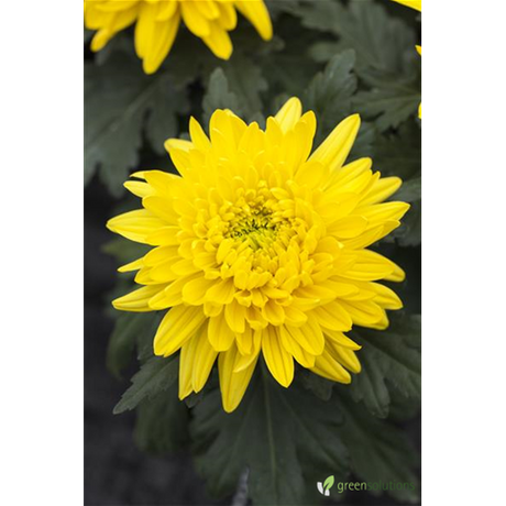 Chrysanthemum x hort. 'Bienchen' ;;ab 6,90 Euro