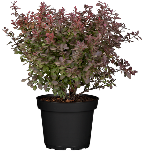 Berberis thunbergii 'Atropurpurea Nana' im Topf, erhältlich von 20-25 bis 25-30 cm ;;ab 11,00 Euro