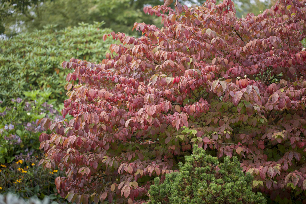 Viburnum plicatum 'Mariesii' mit Herbstlaub, erhältlich von 40-60 bis 200-250 cm ;;ab 37,40 Euro